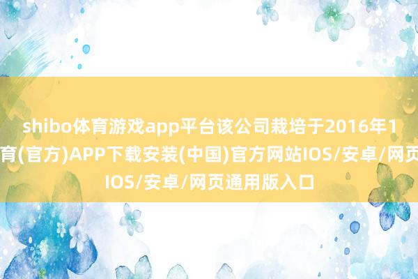 shibo体育游戏app平台该公司栽培于2016年10月-世博体育(官方)APP下载安装(中国)官方网站IOS/安卓/网页通用版入口